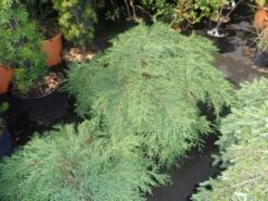 Valse Jeneverbes (Microbiota Decussata) 6 Valse Jeneverbes (Microbiota Decussata) -AOS Hoera Winkel microbiota decussata 60 80 c12