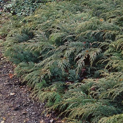 Valse Jeneverbes (Microbiota Decussata) 1 Valse Jeneverbes (Microbiota Decussata)