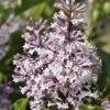 Dwergsering (Syringa Patula 'Miss Kim')