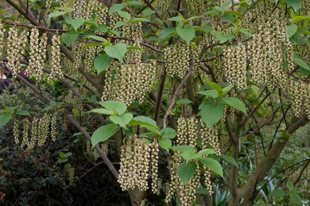 Staartaar (Stachyurus Praecox) 2 Staartaar (Stachyurus Praecox) - Afbeelding 2