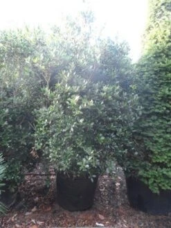 Schijnhulst (Osmanthus Heterophyllus) 10 Schijnhulst (Osmanthus Heterophyllus) -AOS Hoera Winkel osmanthus heterophyllus 175 200 c160 extra