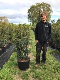 Schijnhulst (Osmanthus Heterophyllus) 13 Schijnhulst (Osmanthus Heterophyllus) -AOS Hoera Winkel osmanthus heterophyllus h100120cm