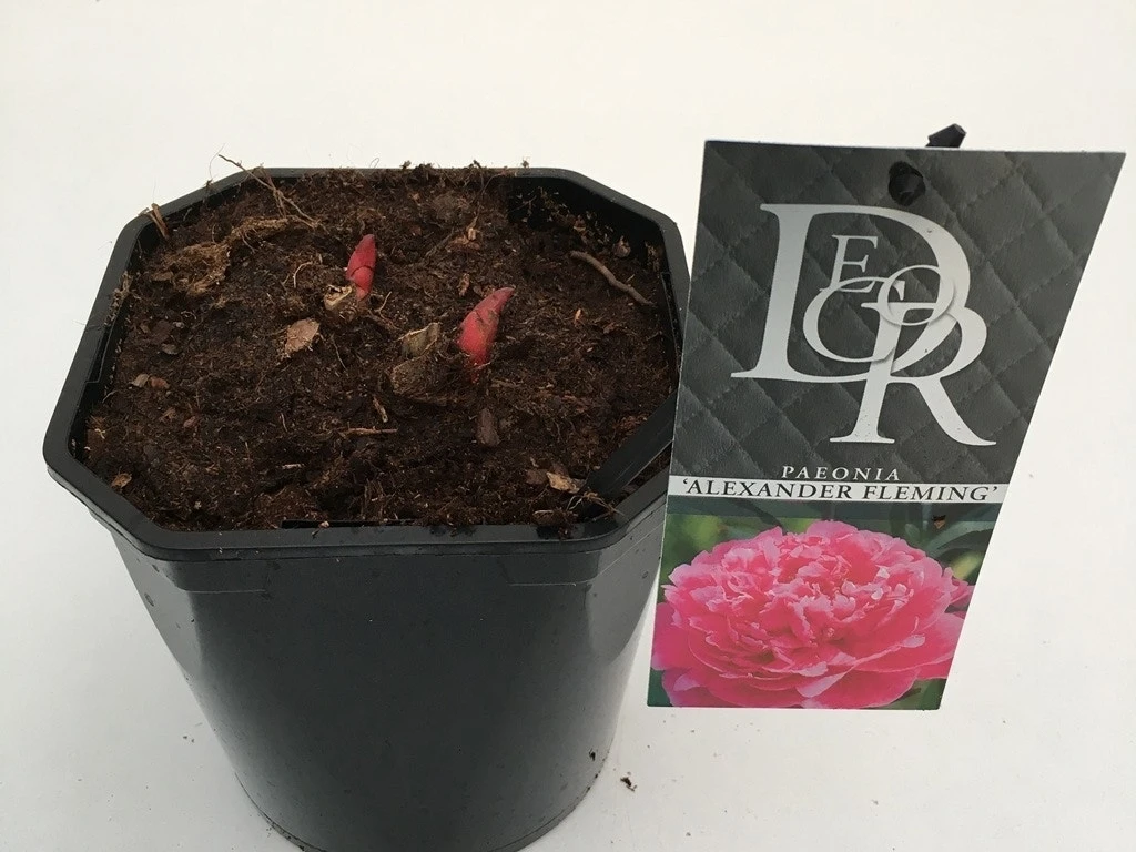 Pioenroos (Paeonia Dr. 'Alexander Fleming') 4 Pioenroos (Paeonia Dr. 'Alexander Fleming') - Afbeelding 4
