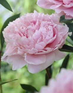 Pioenroos (Paeonia 'Sarah Bernhardt')