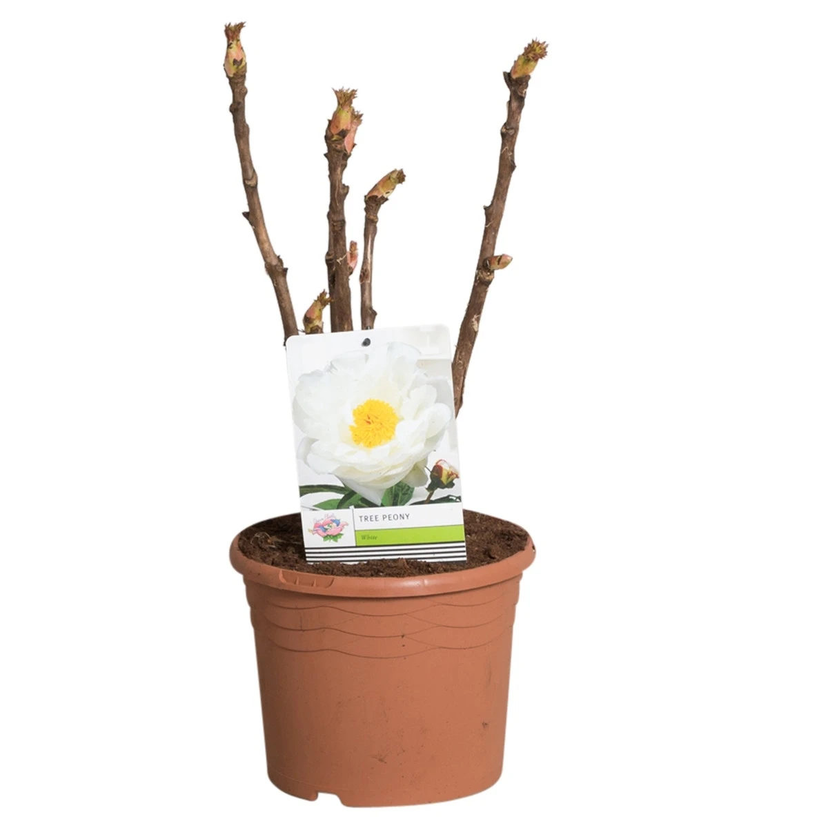 Witte Boompioen (Paeonia Suffruticosa) 2 Witte Boompioen (Paeonia Suffruticosa) - Afbeelding 2