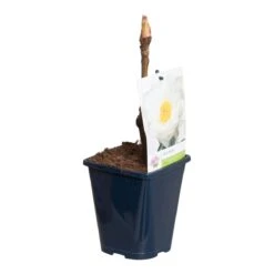 Witte Boompioen (Paeonia Suffruticosa) 7 Witte Boompioen (Paeonia Suffruticosa) -AOS Hoera Winkel paeonia suff. wit p11 2