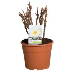 Witte Boompioen (Paeonia Suffruticosa) 6 Witte Boompioen (Paeonia Suffruticosa) -AOS Hoera Winkel paeonia suffruticosa wit c12 2