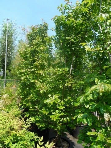 Perzisch Ijzerhout (Parrotia Persica 'Vanessa') 2 Perzisch Ijzerhout (Parrotia Persica 'Vanessa') - Afbeelding 2