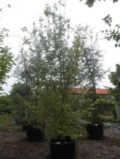 Perzisch Ijzerhout (Parrotia Persica 'Vanessa') 11 Perzisch Ijzerhout (Parrotia Persica 'Vanessa') -AOS Hoera Winkel parrotia persica 350 400 500 c500