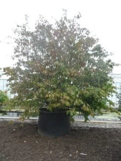 Perzisch Ijzerhout (Parrotia Persica 'Vanessa') 10 Perzisch Ijzerhout (Parrotia Persica 'Vanessa') -AOS Hoera Winkel parrotia persica c1500 solitair extra