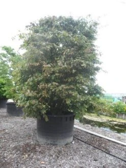 Perzisch Ijzerhout (Parrotia Persica 'Vanessa') 12 Perzisch Ijzerhout (Parrotia Persica 'Vanessa') -AOS Hoera Winkel parrotia persica c1500 solitair extra 2