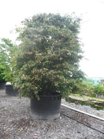 Perzisch Ijzerhout (Parrotia Persica 'Vanessa') 6 Perzisch Ijzerhout (Parrotia Persica 'Vanessa') - Afbeelding 6