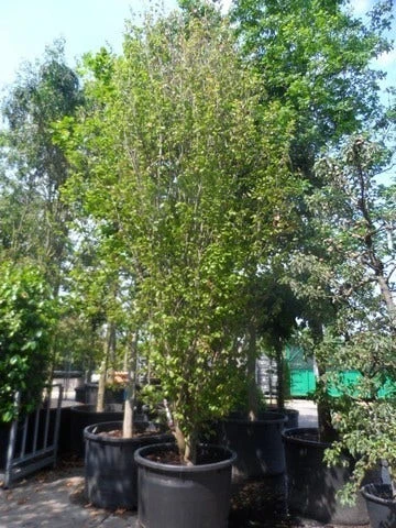 Perzisch Ijzerhout (Parrotia Persica 'Vanessa') 7 Perzisch Ijzerhout (Parrotia Persica 'Vanessa') - Afbeelding 7