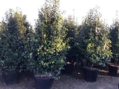 Camelia (Camellia Japonica ‘Perfection White’) 7 Camelia (Camellia Japonica ‘Perfection White’) -AOS Hoera Winkel perfectionwhite200cm