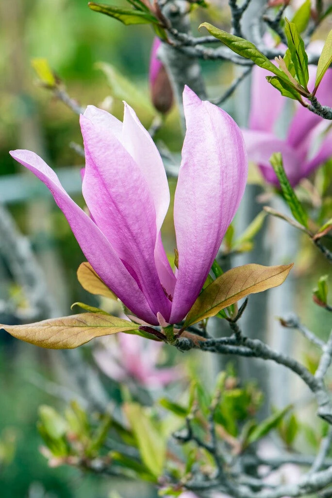 Meerstammige Beverboom (Magnolia 'Susan') 3 Meerstammige Beverboom (Magnolia 'Susan') - Afbeelding 3