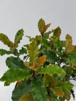 Glansmispel (Photinia Serratifolia ‘Crunchy’) 8 Glansmispel (Photinia Serratifolia ‘Crunchy’) -AOS Hoera Winkel photinia fraseri crunchy week 22 detail 1600x1200