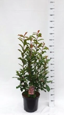 Glansmispel (Photinia Serratifolia ‘Crunchy’) 9 Glansmispel (Photinia Serratifolia ‘Crunchy’) -AOS Hoera Winkel photinia serratifolia crunchy week 45 2019 1600x1200
