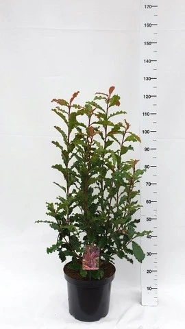 Glansmispel (Photinia Serratifolia ‘Crunchy’) 5 Glansmispel (Photinia Serratifolia ‘Crunchy’) - Afbeelding 5