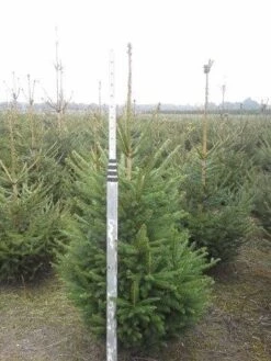 Fijnspar (Picea Abies) -AOS Hoera Winkel picea abies 125 150 5 1