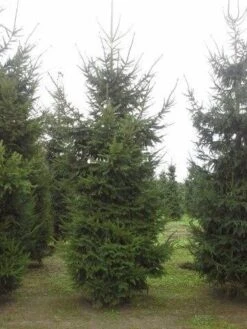 Fijnspar (Picea Abies) -AOS Hoera Winkel picea abies 2 450 500 1