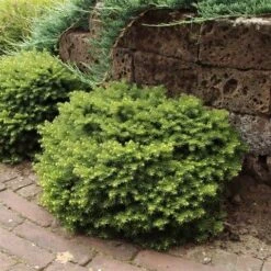 Kussenspar (Picea Abies 'Little Gem') 5 Kussenspar (Picea Abies 'Little Gem') -AOS Hoera Winkel picea abies little gem