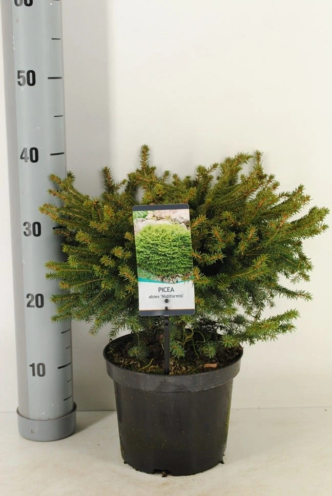 Spar (Picea Abies 'Nidiformis') 2 Spar (Picea Abies 'Nidiformis') - Afbeelding 2
