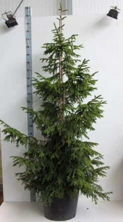 Kaukasische Spar (Picea Orientalis 'Aureospicata') -AOS Hoera Winkel picea orientalis aureospicata 175 200 cm co. 45l kopie