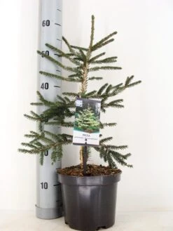 Kaukasische Spar (Picea Orientalis 'Aureospicata') -AOS Hoera Winkel picea orientalis aureospicata winter c3 m