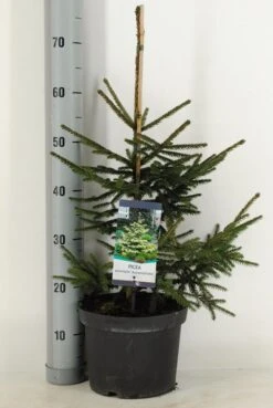 Kaukasische Spar (Picea Orientalis 'Aureospicata') -AOS Hoera Winkel picea orientalis aureospicata winter c5 m