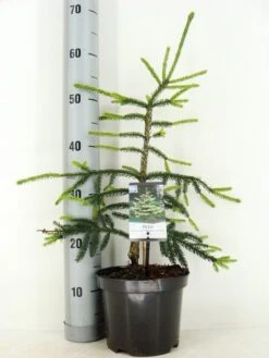 Kaukasische Spar (Picea Orientalis 'Aureospicata') -AOS Hoera Winkel picea orientalis aureospicata zomer c3 m