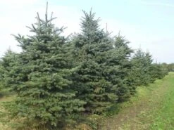 Blauwspar (Picea Pungens 'Glauca') -AOS Hoera Winkel picea p glauca 300 350