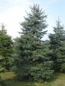 Blauwspar (Picea Pungens 'Glauca') -AOS Hoera Winkel picea p glauca 300 350 1