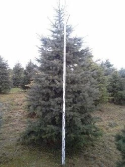 Blauwspar (Picea Pungens 'Glauca') -AOS Hoera Winkel picea p glauca 350