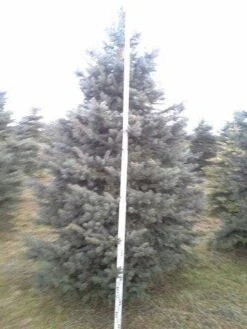 Blauwspar (Picea Pungens 'Glauca') -AOS Hoera Winkel picea p glauca 350 1