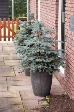 Noorse Blauwspar (Picea Pungens 'Erich Frahm') -AOS Hoera Winkel picea pungens erich frahm