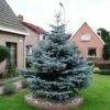 Blauwspar (Picea Pungens 'Glauca')