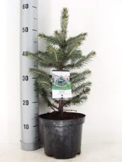 Blauwspar (Picea Pungens 'Glauca') -AOS Hoera Winkel picea pungens glauca c3 m