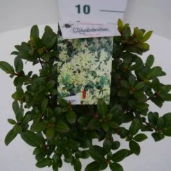 Dwergrhododendron (Rhododendron 'Princess- Anne') -AOS Hoera Winkel pincess ann c2 boven