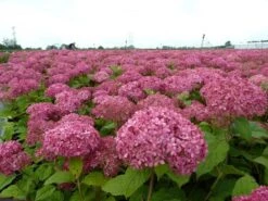 Hortensia (Hydrangea 'Pink Annabelle') -AOS Hoera Winkel pink annabelle 1