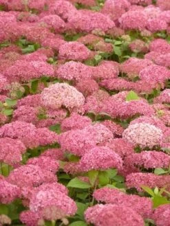 Hortensia (Hydrangea 'Pink Annabelle') -AOS Hoera Winkel pink annabelle 2