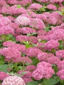 Hortensia (Hydrangea 'Pink Annabelle') -AOS Hoera Winkel pink annabelle 3