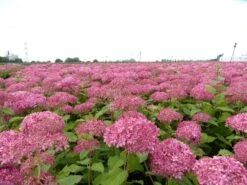 Hortensia (Hydrangea 'Pink Annabelle') -AOS Hoera Winkel pink annabelle 4