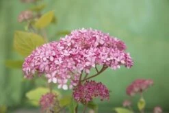 Hortensia (Hydrangea 'Pink Annabelle') -AOS Hoera Winkel pink annabelle 8
