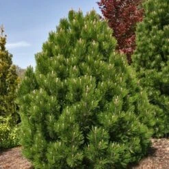 Bosnische Den (Pinus Heldreichii 'Compact Gem') -AOS Hoera Winkel pinus heldreichii compact gem
