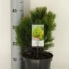 Bosnische Den (Pinus Heldreichii 'Compact Gem')