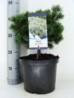 Dwerg Bergden (Pinus Mugo 'Mops')