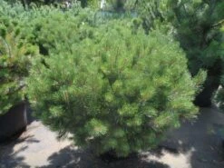 Bergden (Pinus Mugo Mughus) -AOS Hoera Winkel pinus mugo mughus 100 125