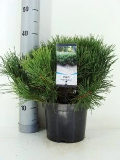 Bergden (Pinus Mugo Mughus) -AOS Hoera Winkel pinus mugo mughus c3 m