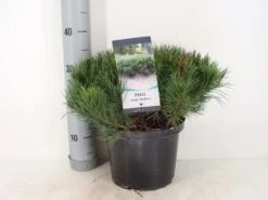 Bergden (Pinus Mugo Mughus) -AOS Hoera Winkel pinus mugo mughus c5 m