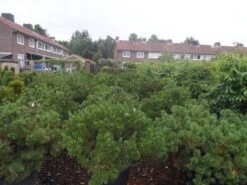 Bergden (Pinus Mugo Mughus) -AOS Hoera Winkel pinus mugo mughus diameter 100 125 150 c130